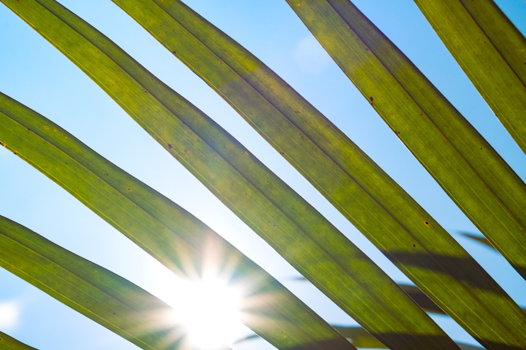 Exploring Biofuels as an Alternative to Gasoline